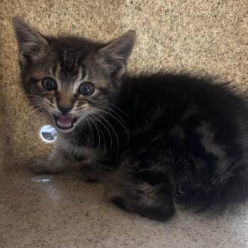 Domestic Short Hair Cats Available for Adoption in Philadelphia, Pennsylvania - Papaya | PetCurious
