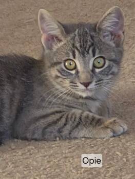 Opie -  Domestic Short Hair Cat for Adoption in Gardnerville, Nevada - Opie | PetCurious