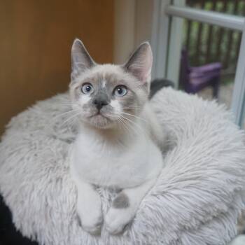 Domestic Short Hair Cats Available for Adoption in Portland, Oregon - Alpine | PetCurious