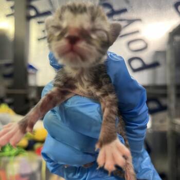 Chocolate Chip -  Domestic Short Hair Cat for Adoption in Columbiana, Alabama - Chocolate Chip | PetCurious