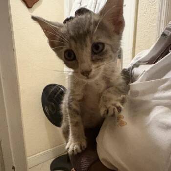 Lavender -  Domestic Short Hair Cat for Adoption in Buffalo, New York - Lavender | PetCurious