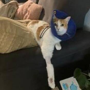 Domestic Short Hair Cats Available for Adoption - Forrest | PetCurious