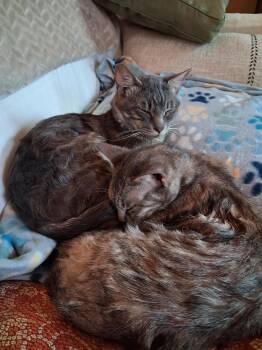 Domestic Short Hair Cats Available for Adoption in Grass Valley, California - Finn McMissile & Cruz Ramirez | PetCurious