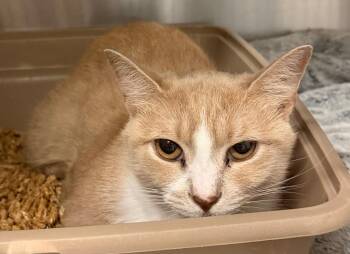 Fred -  Domestic Short Hair Cat for Adoption in Ocala, Florida - Fred | PetCurious