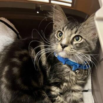 Mouse -  Domestic Medium Hair Cat for Adoption in Cumming, Georgia - Mouse | PetCurious