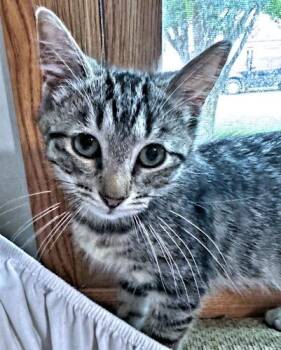 Susan2 -  Tabby Cat for Adoption in Rutherfordton, North Carolina - Susan2 | PetCurious