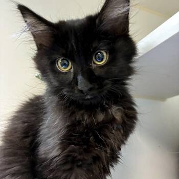Domestic Long Hair Cats Available for Adoption - Appa | PetCurious