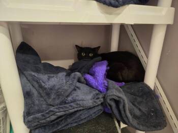 Domestic Short Hair Cats Available for Adoption in Athens, Tennessee - Chicken Nugget | PetCurious