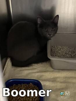 Boomer -  Domestic Short Hair Cat for Adoption in Rocky Mount, North Carolina - Boomer | PetCurious