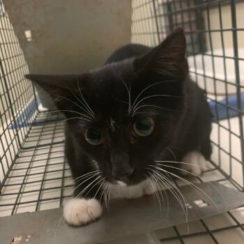 Rescue Domestic Short Hair Cats for Adoption in Lynchburg, Virginia - Fruit Fly | PetCurious