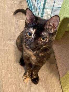 Pepsi -  Domestic Short Hair Cat for Adoption in Warren, Ohio - Pepsi | PetCurious