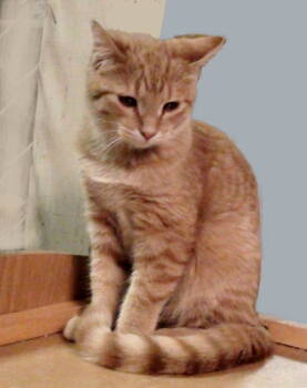 Rescue Domestic Short Hair and American Shorthair Cats for Adoption in Holly Springs, Mississippi - Butterscotch | PetCurious