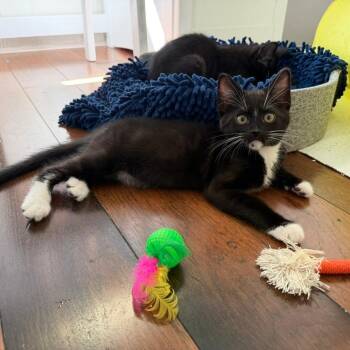 Agent Whiskers -  Domestic Short Hair Cat for Adoption in Gibsonia, Pennsylvania - Agent Whiskers | PetCurious