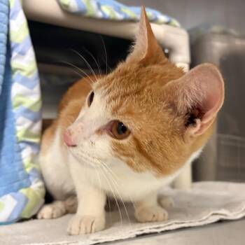 Julius -  Domestic Short Hair Cat for Adoption in Morristown, Vermont - Julius | PetCurious