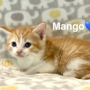 Mango -  Extra Toes Cat Hemingway Polydactyl and Domestic Short Hair Cat for Adoption in Peachtree City, Georgia - Mango | PetCurious