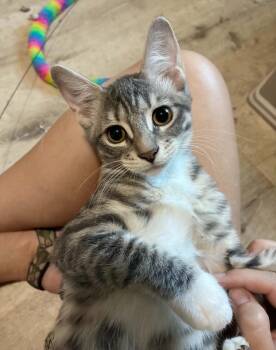 Mouse -  Tabby Cat for Adoption in Gulfport, Mississippi - Mouse | PetCurious