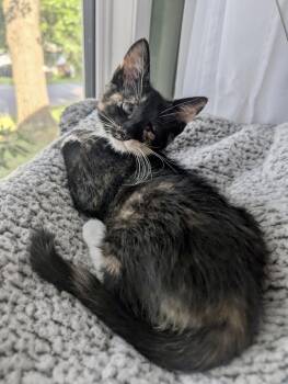 Ari -  Domestic Short Hair Cat for Adoption in Lemoyne, Pennsylvania - Ari | PetCurious
