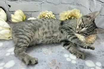 Parsley - The Broom Slayer -  Domestic Short Hair Cat for Adoption in Ocean Springs, Mississippi - Parsley - The Broom Slayer | PetCurious