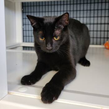 Rescue Domestic Short Hair Cats for Adoption in Ruckersville, Virginia - Squidward | PetCurious