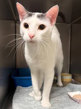 Atari -  Domestic Short Hair Cat for Adoption in Ocala, Florida - Atari | PetCurious