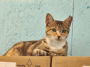 Bianca -  Domestic Short Hair Cat for Adoption in Troy, Alabama - Bianca | PetCurious