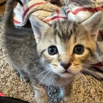 Neptune -  Domestic Short Hair Cat for Adoption in Huntsville, Alabama - Neptune | PetCurious