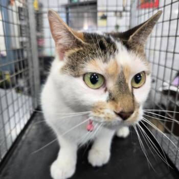 She She -  Domestic Short Hair Cat for Adoption in Newark, New Jersey - She She | PetCurious