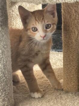 Rory -  Domestic Short Hair Cat for Adoption in Sonora, California - Rory | PetCurious