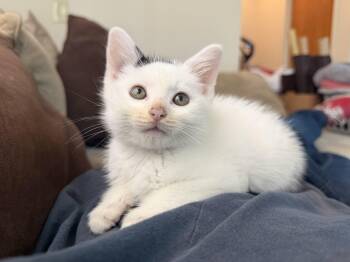 Mo ! -  Domestic Medium Hair Cat for Adoption in Rio Linda, California - Mo ! | PetCurious