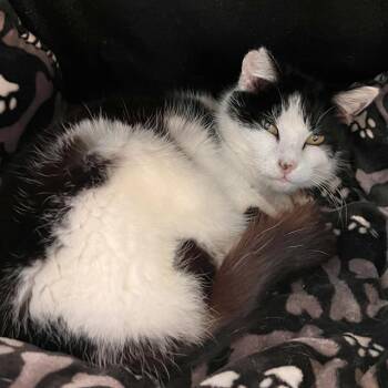 Domestic Short Hair Cats Available for Adoption in Methuen, Massachusetts - TRIXIE | PetCurious