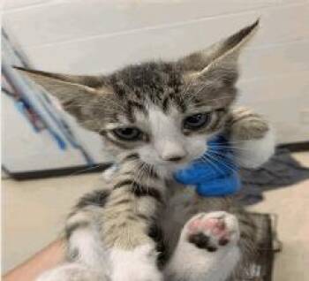 Pharrell -  Domestic Short Hair Cat for Adoption in Ruskin, Florida - Pharrell | PetCurious