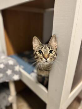 Mika -  Domestic Short Hair Cat for Adoption in Mineral Point, Wisconsin - Mika | PetCurious