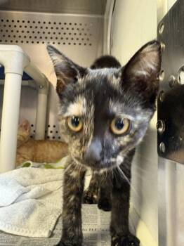 Harley -  Domestic Short Hair Cat for Adoption in Orange, Virginia - Harley | PetCurious