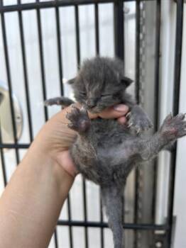 Domestic Short Hair Cats Available for Adoption in Houston, Texas - A653377 | PetCurious