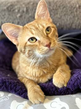 Rescue Domestic Short Hair Cats for Adoption in Pekin, Illinois - Cheeto | PetCurious