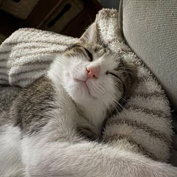 Domestic Short Hair Cats Available for Adoption - Truffle - In Foster Home | PetCurious