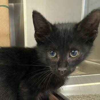 Tommie (tan) -  Domestic Short Hair Cat for Adoption in Baltimore, Maryland - Tommie (tan) | PetCurious