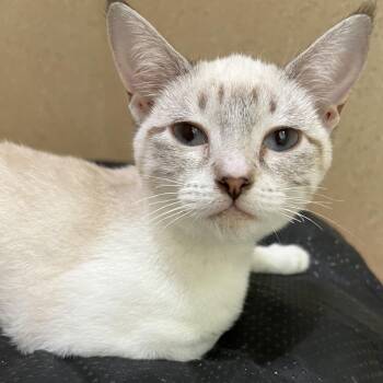 Hum -  Siamese Cat for Adoption in Pekin, Illinois - Hum | PetCurious