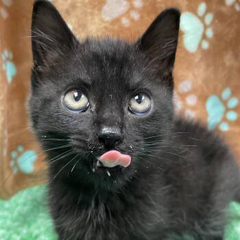 Ozzy -  Domestic Short Hair Cat for Adoption in Edinburg, Virginia - Ozzy | PetCurious