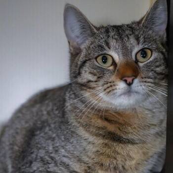 Domestic Short Hair Cats Available for Adoption - Rita | PetCurious