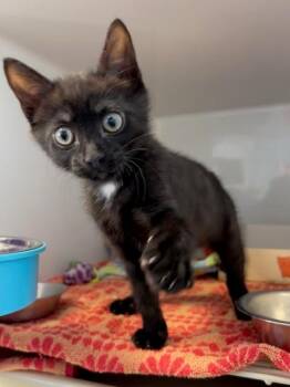 Rescue Domestic Short Hair Cats for Adoption in Margate, Florida - Vlad | PetCurious