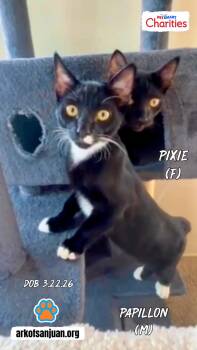 Pixie and Papillon -  Domestic Short Hair Cat for Adoption in San Juan Capistrano, California - Pixie And Papillon | PetCurious