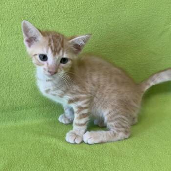 Grog -  Domestic Short Hair Cat for Adoption in Valdosta, Georgia - Grog | PetCurious