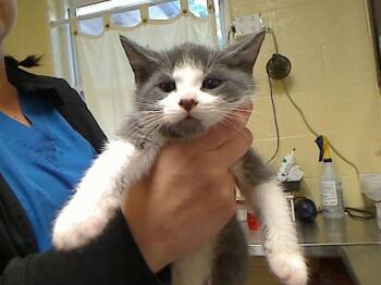 ROME -  Domestic Short Hair Cat for Adoption in Cookeville, Tennessee - ROME | PetCurious