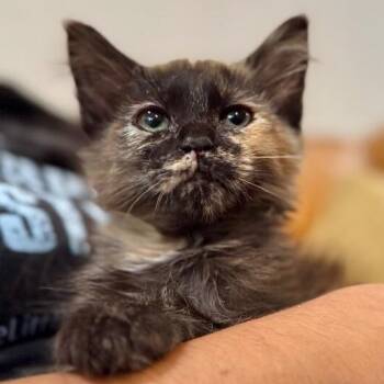 Mittens Cozy -  Tortoiseshell and Domestic Medium Hair Cat for Adoption in Friendswood, Texas - Mittens Cozy | PetCurious