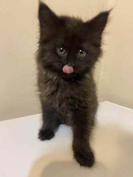Nectar -  Domestic Medium Hair Cat for Adoption in Calgary, Alberta - Nectar | PetCurious