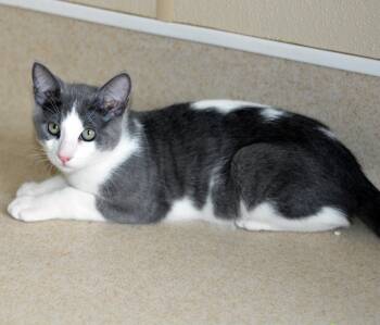 FRED -  Domestic Short Hair Cat for Adoption in San Clemente, California - FRED | PetCurious