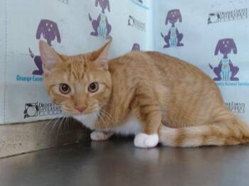 MISTY -  Domestic Short Hair Cat for Adoption in Orlando, Florida - MISTY | PetCurious