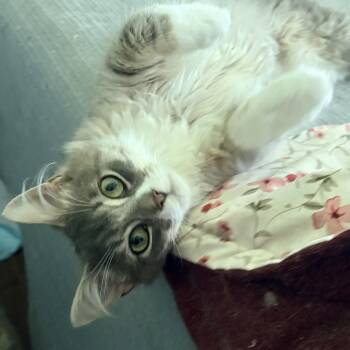 Kyle -  Domestic Long Hair Cat for Adoption in Fredericton, New Brunswick - Kyle | PetCurious