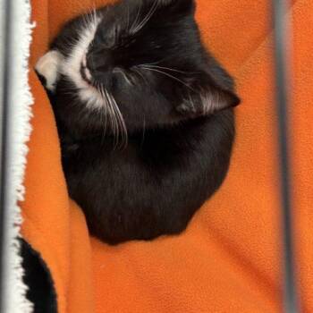 Stache -  Domestic Short Hair Cat for Adoption in Sanford, North Carolina - Stache | PetCurious